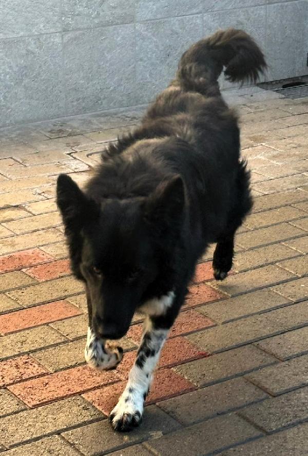 NICHOLAS BORDER COLLIE Foto 3